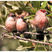 Common Waxbill